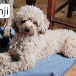 Caniche miniature