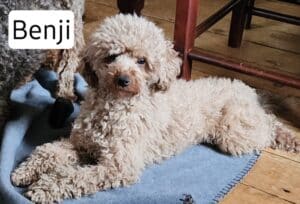 Caniche miniature