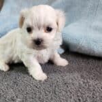 Bichon Maltais