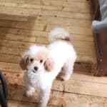 caniche