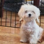 Bichon Maltais