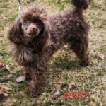 caniche
