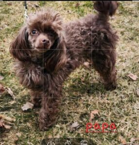 caniche