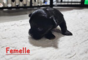 Femelle