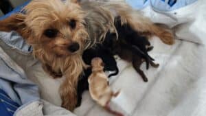 Yorkipoo