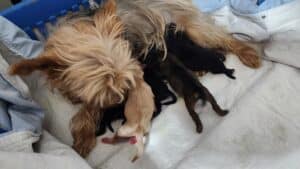 Yorkipoo