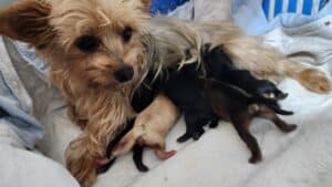 Yorkipoo