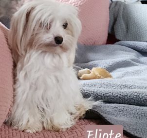 Bichon maltais