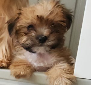 morkipoo